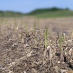 asparagus-field-150x150-1-2