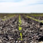 052022-corn-emergence_photo-150x150-1-5