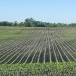 220603_corn_emergence_md-150x150-1-5