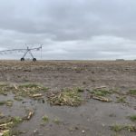 water-soaked-field-1-150x150-1-3