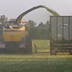 chopping-hay-2020-feltz-family-farms-150x150-1-2