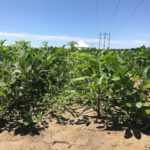 190625_weeds-in-soybeans-150x150-1