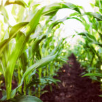 corn_mid-1-150x150-1-42