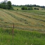 220618-fresh-cut-hay-prairie-farm-wi-150x150-1
