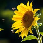 pollinators-2-150x150-1