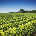 soybean-field-150x150-1-2
