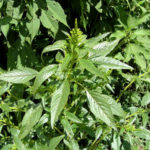 tall_waterhemp7-150x150-1