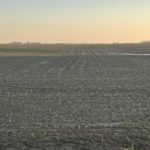 jay-reiners-corn-june-22-150x150-1-5