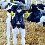 dairy-calves-ftd17a-150x150-1