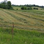 cut-hay-1-150x150-1-2