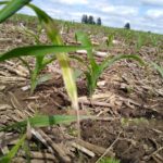 corn-2022-150x150-1-5