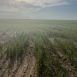 david-schemm-wheat-tour-22-150x150-1-6