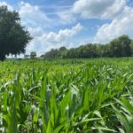 220707_corn_md-150x150-1-2