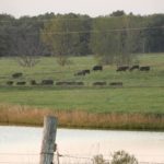 cattle-grazing-150x150-1-3