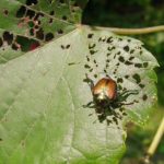 japanese-beetle-mu-edit-150x150-1