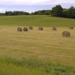 hay-bales-1-150x150-1-2