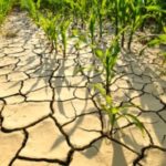 201207_drought_md-150x150-1-3