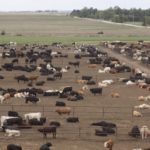 042518_cattle_feedlot_md-150x150-1
