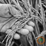 rice400x400-150x150-1-30