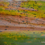 tar-spot-u-of-i-150x150-1-4