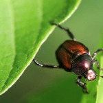 japanese-beetle-on-leaves-150x150-1