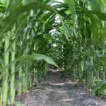 corn_iowa_july_2022_bb-150x150-1-5