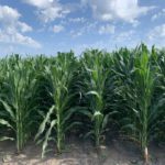corn_iowa_july_2022_bb_2-150x150-1-3
