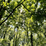 screen-shot-2022-07-26-at-4-58-49-am-150x150-1