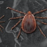 screen-shot-2022-07-26-at-5-12-28-am-150x150-1