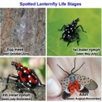 spotted-lanternfly-150x150-1