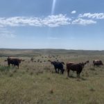 kh-pasture-aug-1-22-150x150-1-2