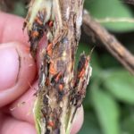 soybean-gall-midge-larvae-2021-9-150x150-1