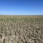 ks-schemm-corn-2022-2-150x150-1-9