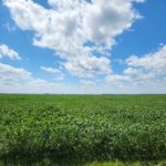 220801_bryansever_soybeans-150x150-1-3