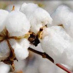 cotton1-150x150-1