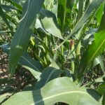 220808_corn_md-150x150-1-4