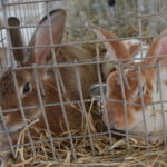 tam-rabbits-150x150-1-2