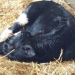 newborn-dairy-calf-150x150-1-2