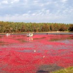 h2013_cranberry_harvest-150x150-1