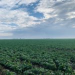 soybeans_iowa_2022_bb-150x150-1-6