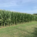 bb_corn_nwmissouri_2022-3-150x150-1-4