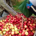 apples8-150x150-1
