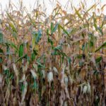 083022-late-season-corn-150x150-1-7