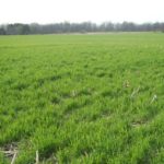 cover-crops-cereal-rye-plantcovercrops-150x150-1
