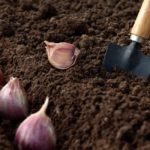 garlicgarden-150x150-1
