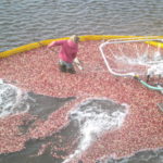 cranberries-being-harvested-warrens-wi-ll-150x150-1-3