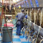 milking-parlor-selz-pralle-dairy-150x150-1-2