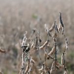 nh_2022-mi-soybean-harvest-field-day-soy-150x150-1-2