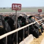 cattle-at-feedbunk-cattlefax-150x150-1-4