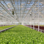 220826appharvest-berea0414a-e1663709845182-150x150-1-2